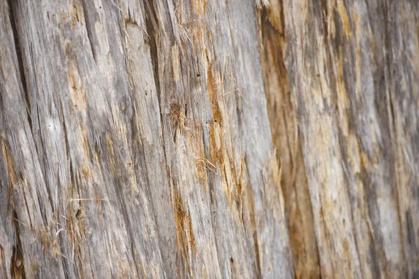 详细桉树树纹理雨林塔斯马尼亚 — 图库照片