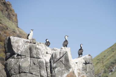 Tazmanya okyanus Rock'ta karabatak kuşlar