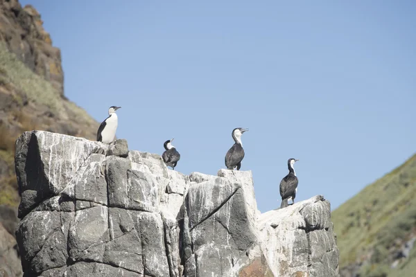Pássaros corvos na rocha no oceano da Tasmânia — Fotografia de Stock