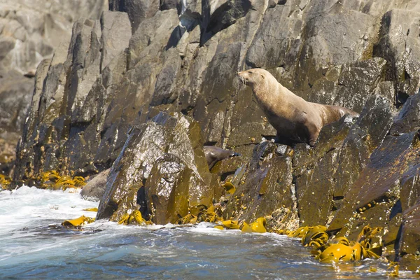 Fur Seal na Tasmânia na ilha remota Southern Ocean — Fotografia de Stock