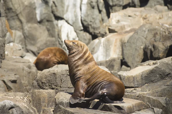 Fur Seal ilha oceano sul da Tasmânia — Fotografia de Stock