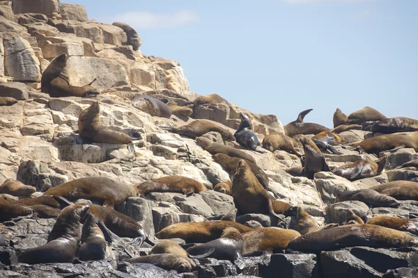 Resting Fur Seals na ilha oceânica Tasmânia — Fotografia de Stock