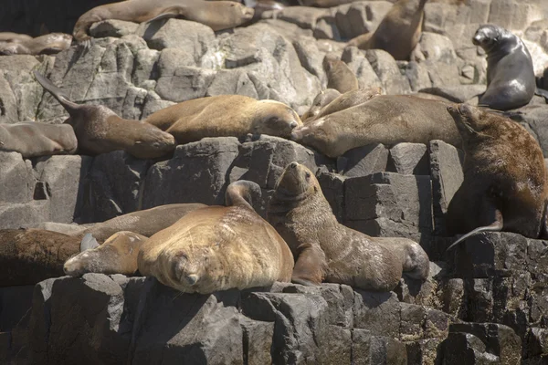 Sellos de piel Descanso en la isla océano Tasmania — Foto de Stock