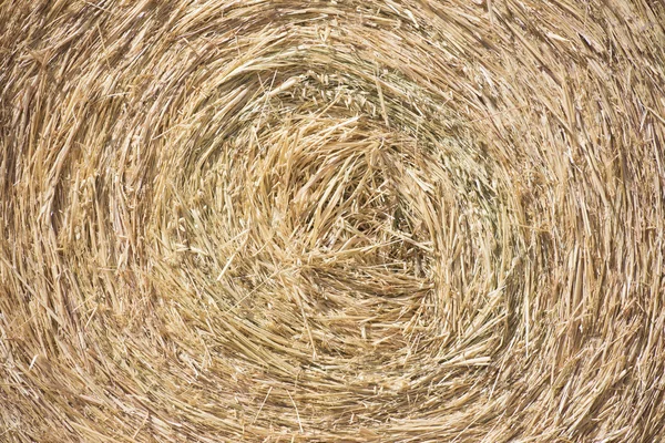 Close up of rolled hay bale with straw Texture — Stock Photo, Image