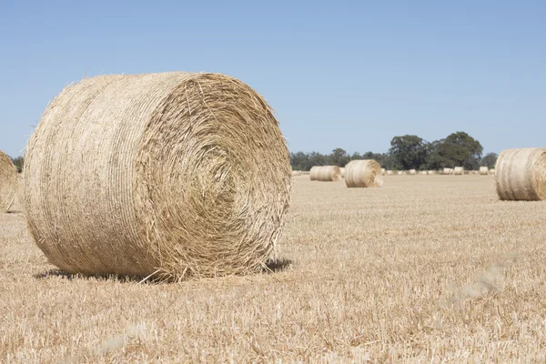 Rolled hay bales after harvest on farming field — Stock Photo, Image