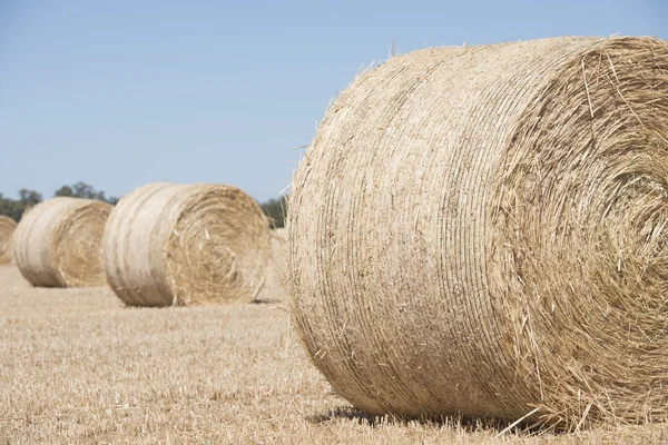 Rolled hay bales after harvest on rural  farming field — Stock Photo, Image
