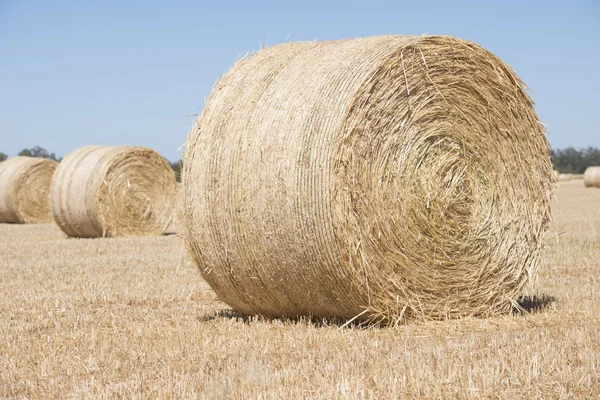 Laminado fardos de heno después de la cosecha en el campo de trigo —  Fotos de Stock