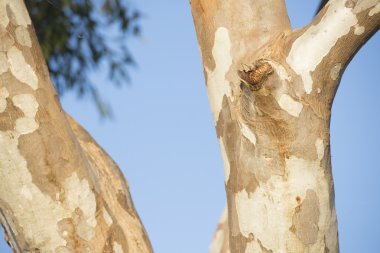 Okaliptüs gumtree Avustralya