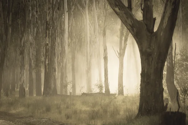 Espeluznante niebla mística dramática en los bosques —  Fotos de Stock