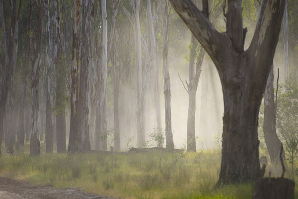 Eerie dramatic mystic fog in woods 