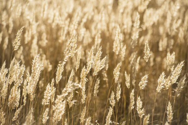 Herbe d'été fleurs fond lumineux — Photo