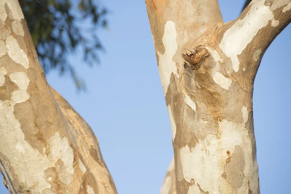 Eucalyptus gumtree austrália — Fotografia de Stock