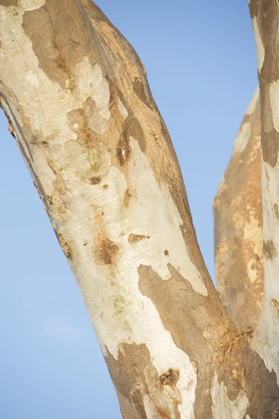 オーストラリアのユーカリ gumtree 樹皮パターン — ストック写真