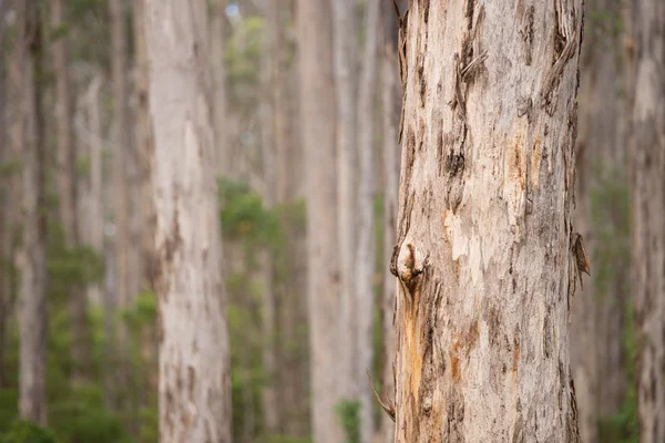 Karri träd skogen västra Australien — Stockfoto