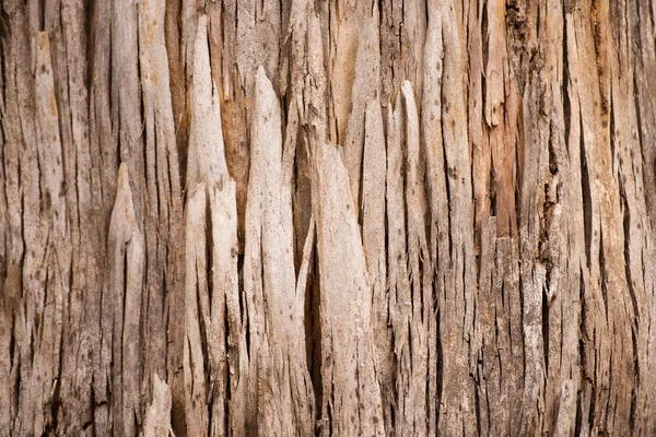 Vernarbte Textur Hintergrund Baum Australien — Stockfoto