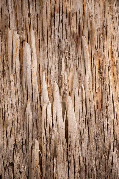 Padrão de casca abstrato Karri Tree Australia — Fotografia de Stock