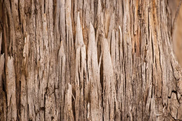 抽象树皮纹理卡里树澳大利亚 — 图库照片