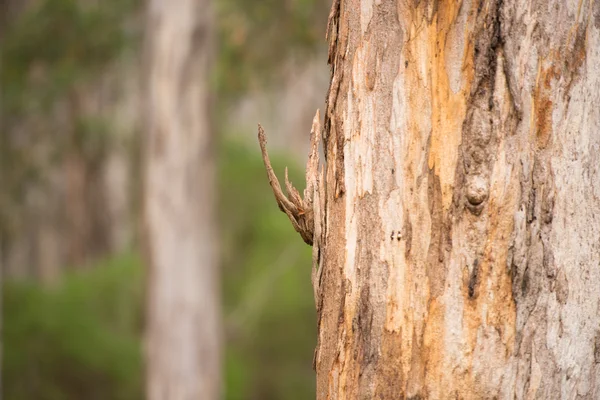 Karri Tree Eucalyptusskogen Australien — Stockfoto