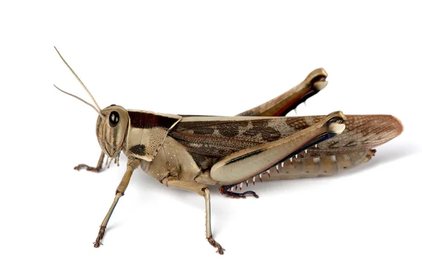 Sitting locust ready to jump — Stock Photo, Image