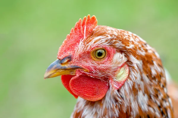 Closeup view of hen — Stock Photo, Image