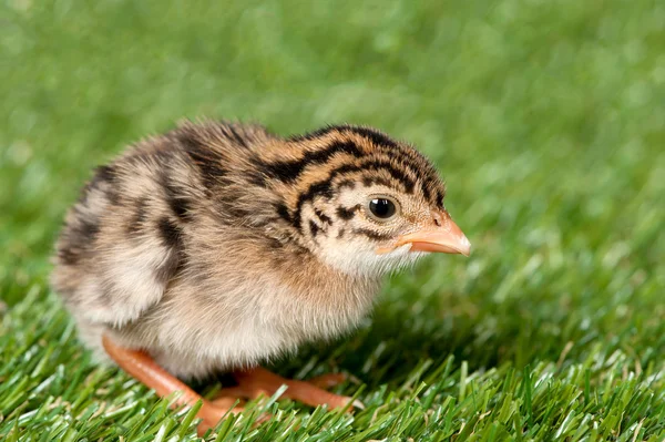 Hatchling цесарки Стокове Зображення