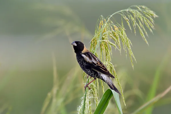 남성 Bobolink (dolichonyx oryzivorus) — 스톡 사진