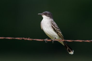 Doğu Kralkuşu (tyrannus tyrannus)