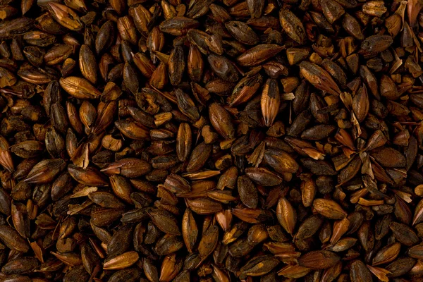 Chocolate Brewers Malt — Stock Photo, Image