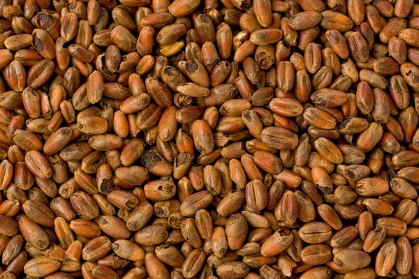 Karamelové pšeničný slad — Stock fotografie