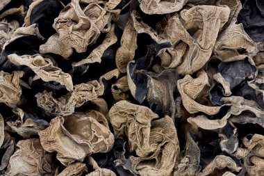 bulut kulak mantarı