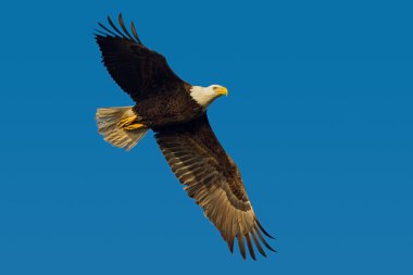 Kel Kartal (haliaeetus leucocephalus))