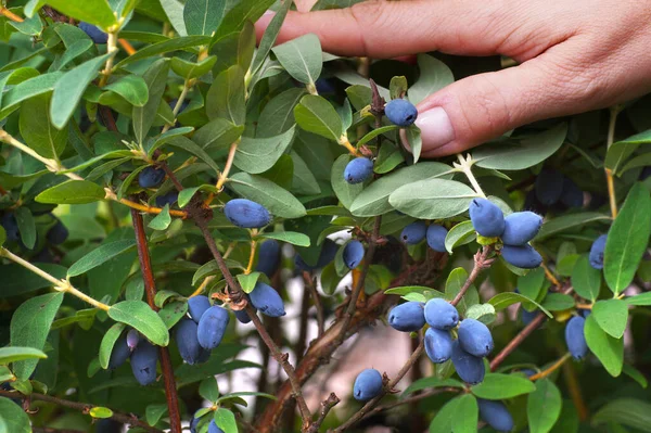 Презентація Фруктів Багато Фруктовий Кущ Камчатки Lonicera Caerulea — стокове фото