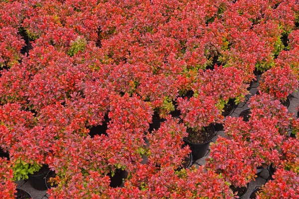 Piante Vaso Berberis Thunbergii Crespino Giapponese Crespino Thunberg Crespino Rosso — Foto Stock