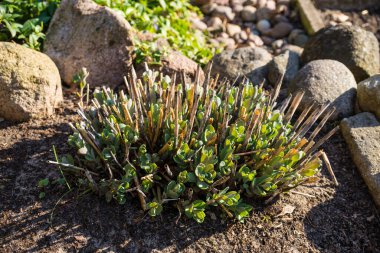 Sedum, Crassulaceae familyasından büyük bir bitki cinsidir. Kaya bahçesinde ilkbahar.