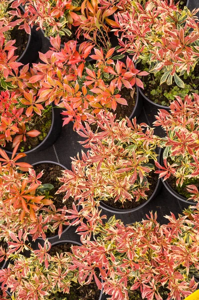 Növények Cserépben Örökzöld Növény Pieris Japonica Japán Andromeda Vagy Japán — Stock Fotó
