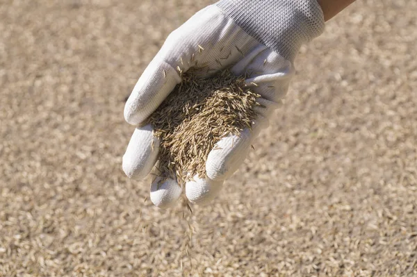 Installatie Van Gazon Een Vrouwelijke Handschoen Zaait Graszaden — Stockfoto