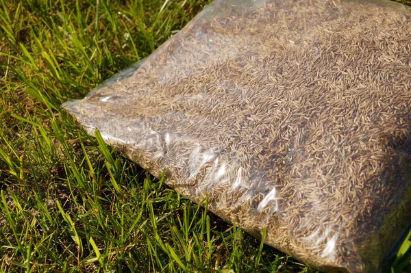 Gras Säen Rasen Anlegen Folienverpackung Mit Grassamen — Stockfoto