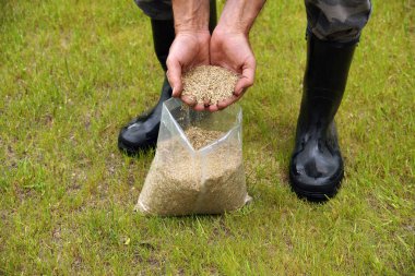 Kompakt ekme hazırlıkları. Adam çim tohumlarını sunuyor..