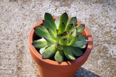 Sempervivum yaygın olarak bilinen Ashouseleeks. Diğer yaygın isimler arasında sonsuza dek yaşamak, tavuk ve civcivler var..
