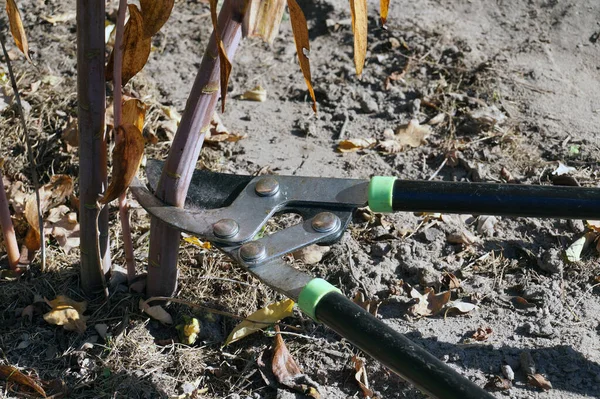 Autumn garden cleaning. Pruning overgrown branches of blackberry.