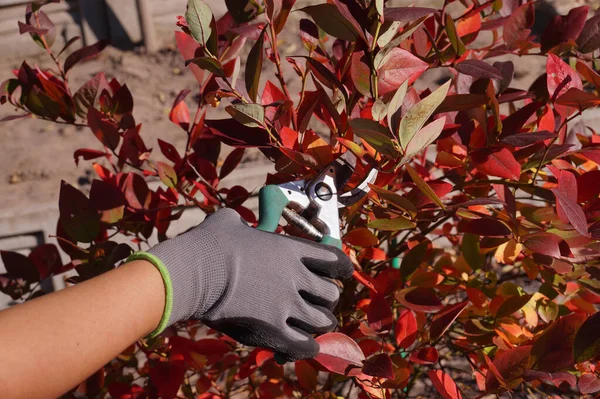 Tagliare Rami Mirtillo Formando Cespuglio Autunno Pulizia Del Giardino — Foto Stock