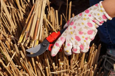 Bahar bahçıvanlığı. Geçen yılın çimen saplarının kırmızı budama makası ile budanmış.. 