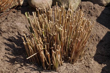 Geçen yılki çekimlerden sonra bir yığın Miscanthus otu. Vücutta koronavirüs. Bahar bahçıvanlığı.