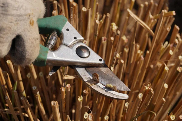 Frühjahrsgartenarbeit Rückschnitt Mit Der Gartenschere Der Grashalme Des Vergangenen Jahres — Stockfoto