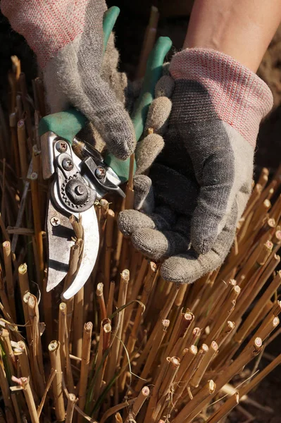 Frühjahrsgartenarbeit Rückschnitt Mit Der Gartenschere Der Grashalme Des Vergangenen Jahres — Stockfoto