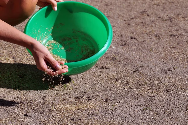 Lawn installation. A woman is sowing grass seeds. — Stock Image Lawn Installation Woman Sowing Grass Seeds Stock Picture