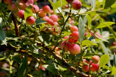 Yaban mersinli pembe limonata. Güzel meyveler, çekici meyveler olgunlaşma aşamasında.. 