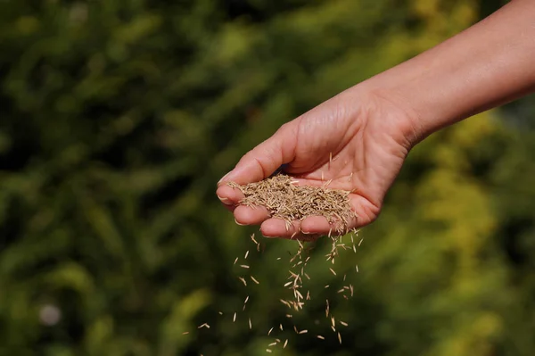 Female Hand Sowing Grass Seeds Sowing Grain — Stock Photo, Image