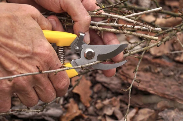 Gartenschere Der Hand Des Gärtners Vorfrühling Und Spätherbst Sind Die — Stockfoto