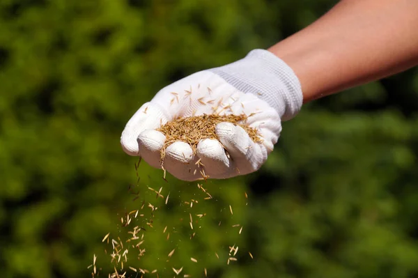 Sieję Ziarno Ręka Samicy Sieje Nasiona Trawy — Zdjęcie stockowe